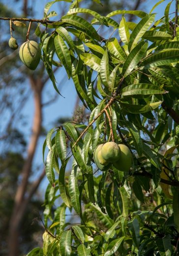 Massivholzmöbel Mango