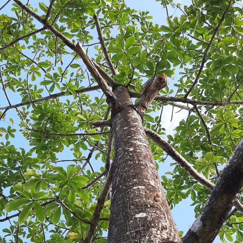 Massivholzmöbel Teak